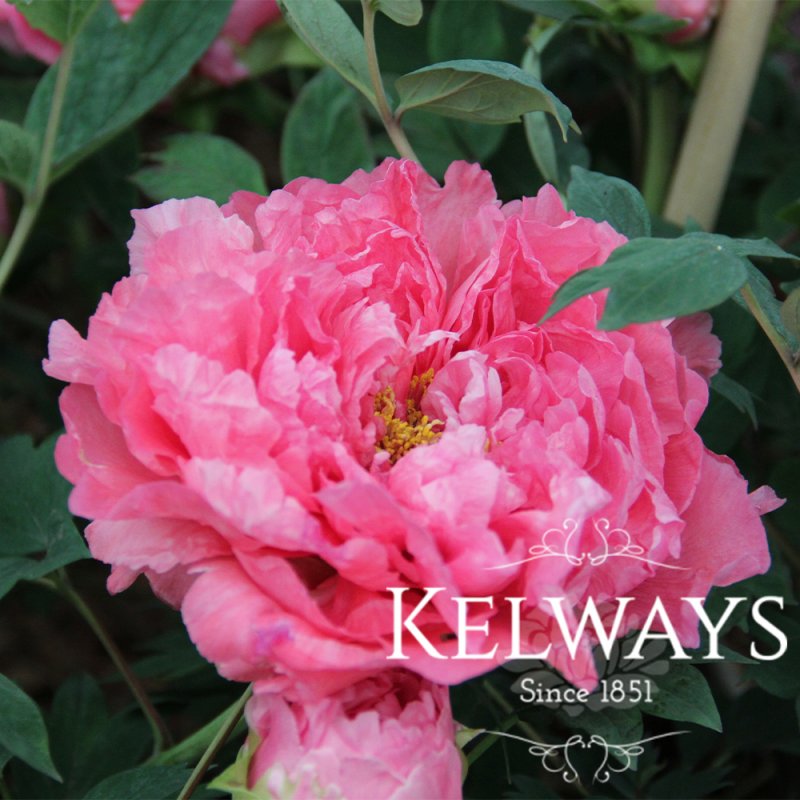 Paeonia x suffruticosa 'Reine Elisabeth' (S)