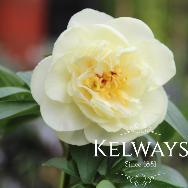 Paeonia 'Sunny Girl'