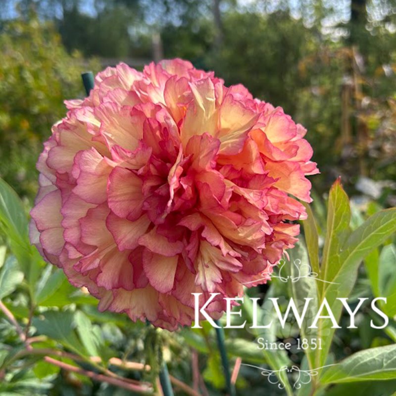 Paeonia x lemoinei 'Souvenir de Maxime Cornu' (S)