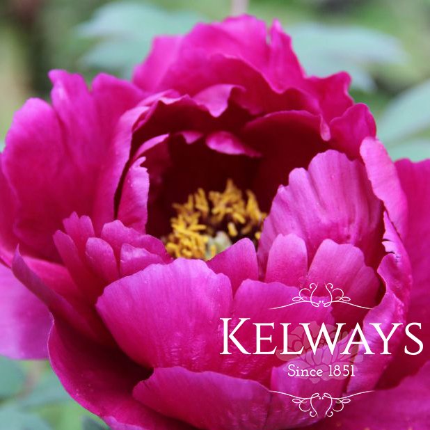 Paeonia x suffruticosa 'Cardinal Vaughan' (S)