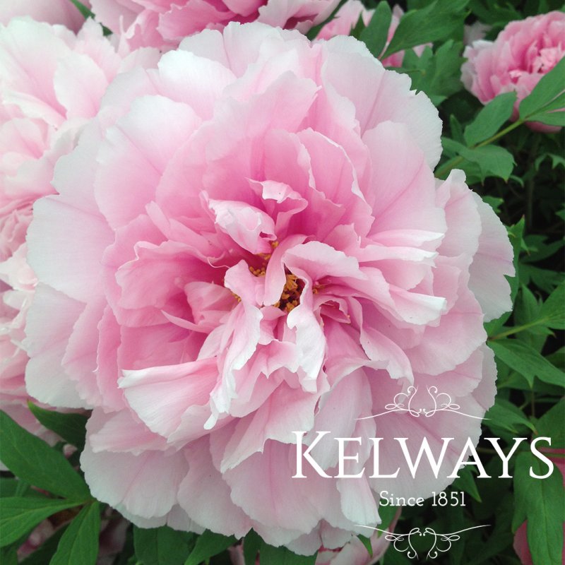 Paeonia x suffruticosa 'Shimane-seidai' (S)