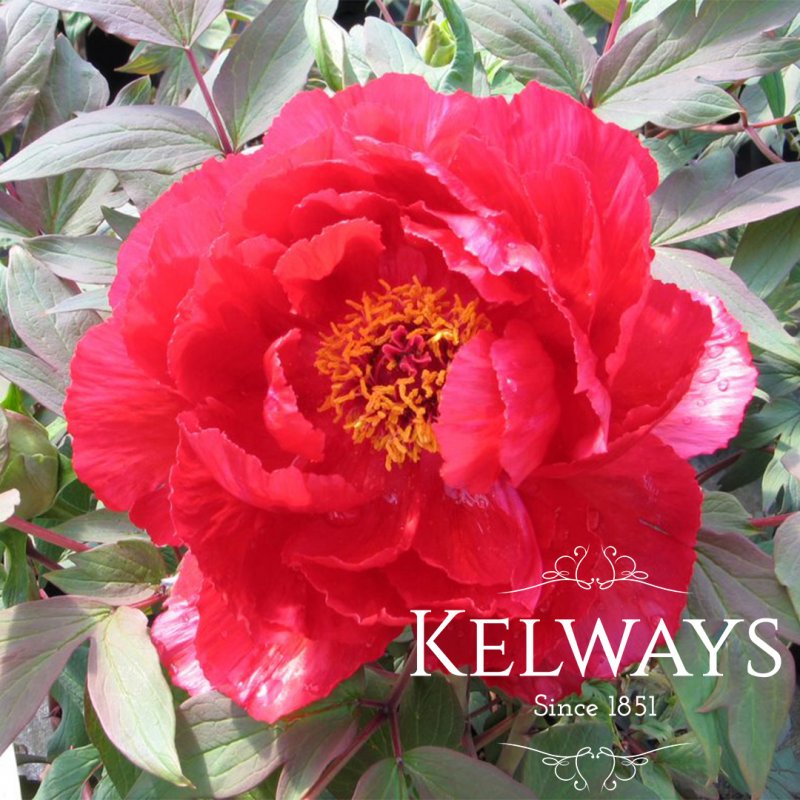Paeonia x suffruticosa 'Shimanishiki' (S)