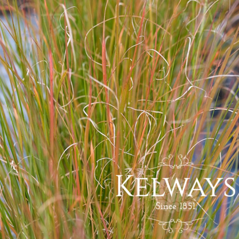 Pennisetum alopecuroides 'Hameln'