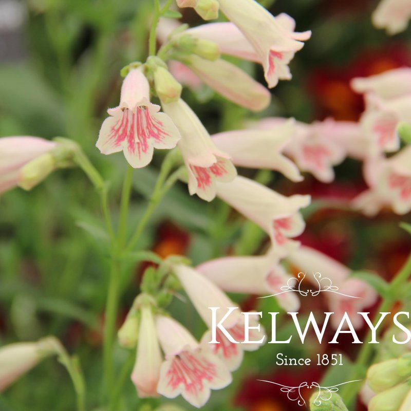Penstemon 'Hidcote Pink'