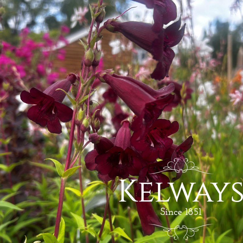 Penstemon 'Rich Ruby' (2 litre pot)