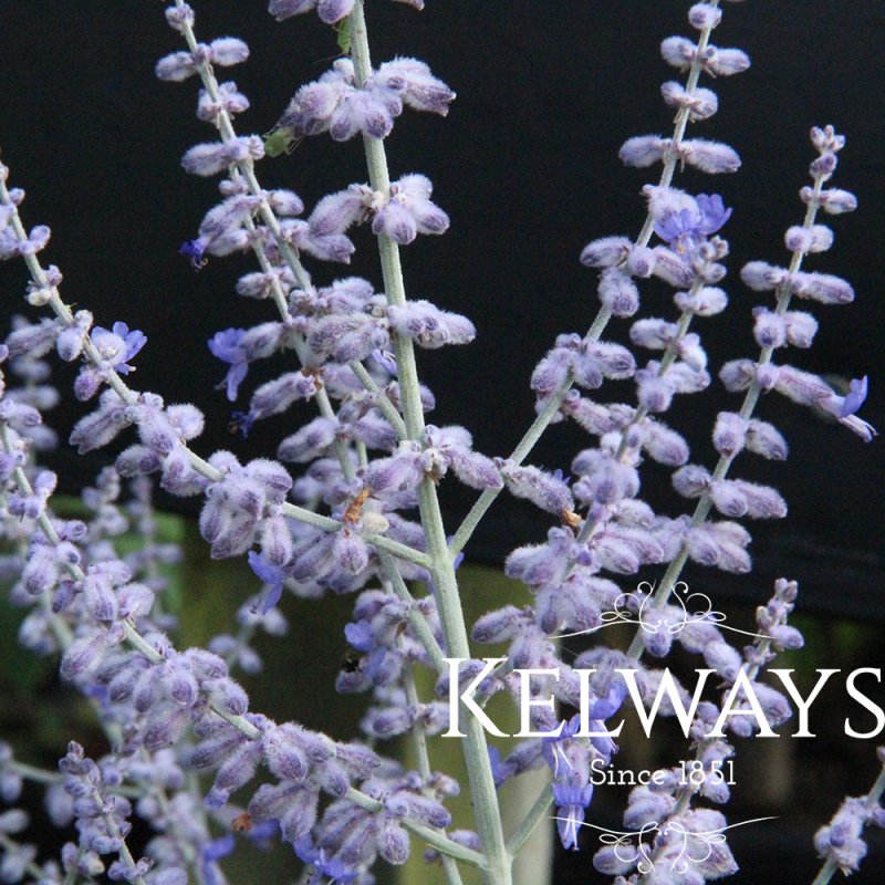 Perovskia 'Lacey Blue'