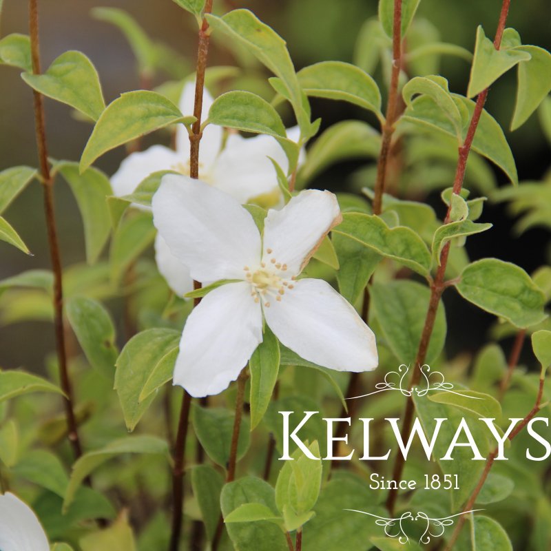 Philadelphus 'Silberregen'