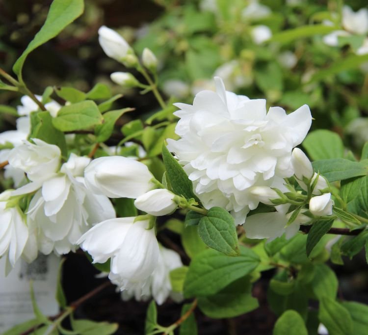 Philadelphus 'Snowbelle' (d)