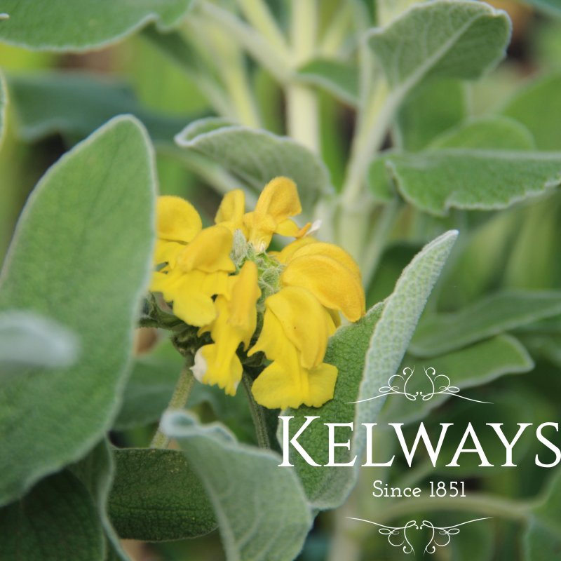 Phlomis fruticosa