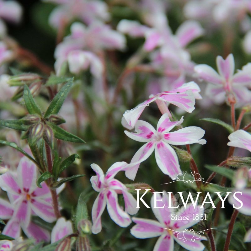 Phlox Candy Stripe