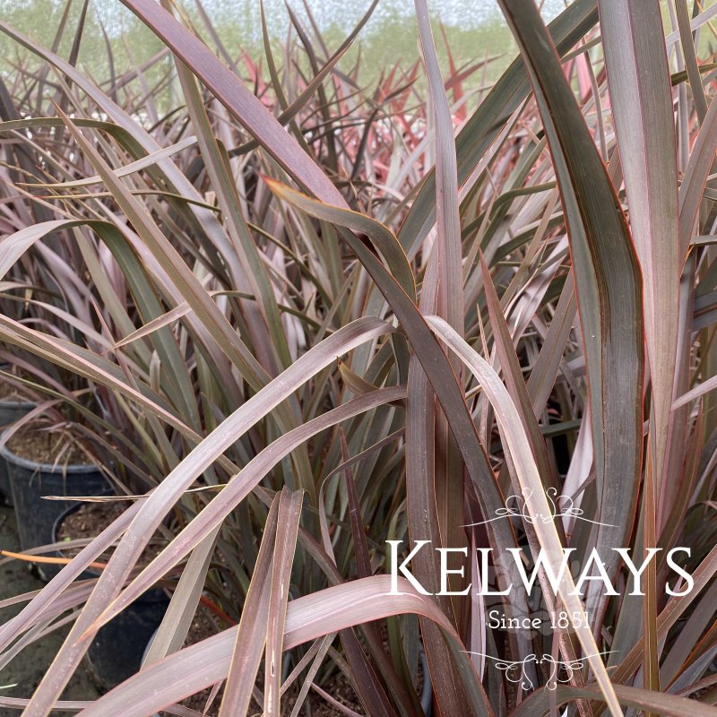 Phormium 'Bronze Baby'