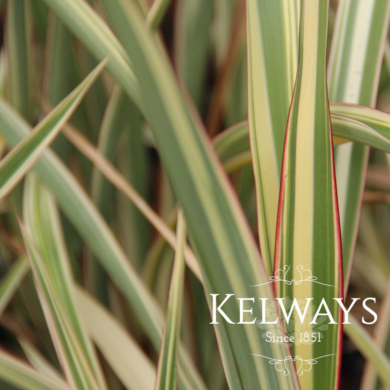 Phormium colensoi 'Tricolor' (v) (3 litre pot)