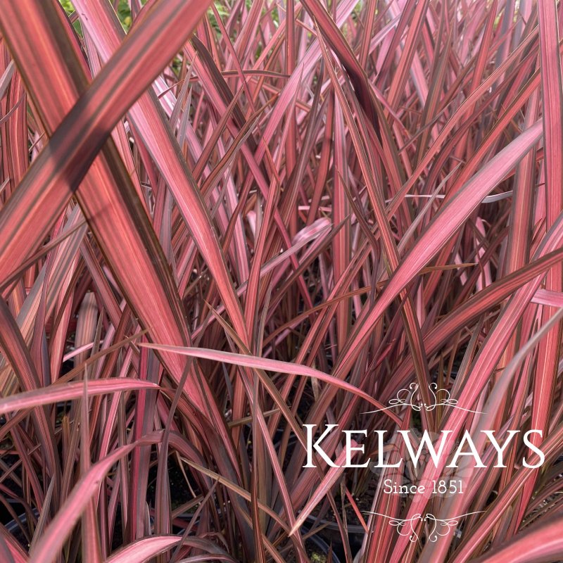 Phormium 'Evening Glow' (v) (3 litre pot)