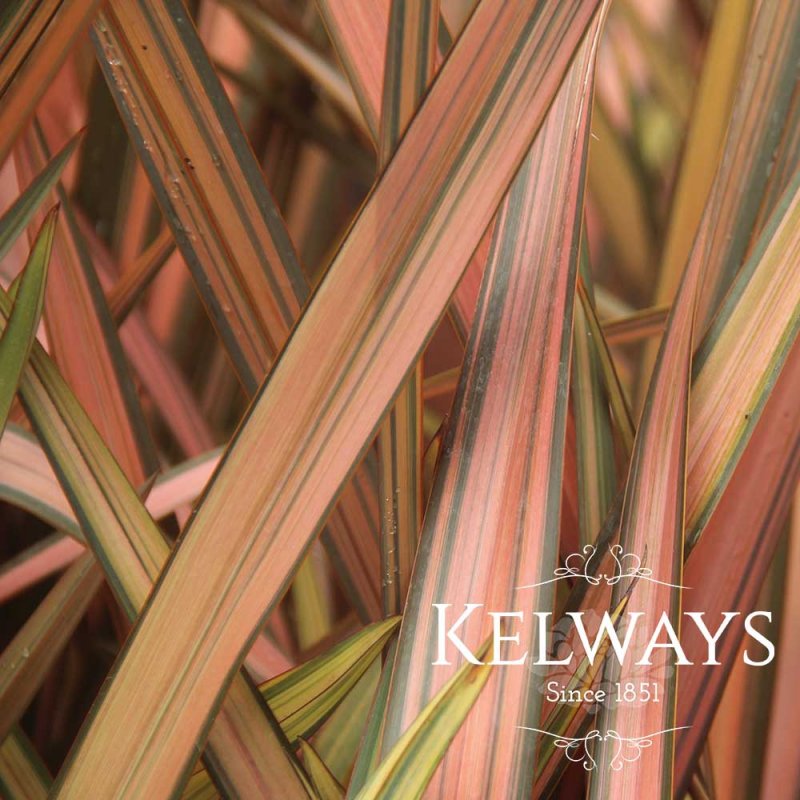 Phormium 'Pink Panther' (v)