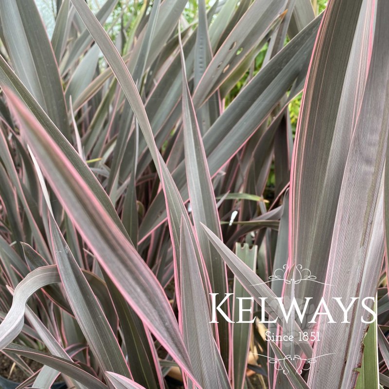 Phormium 'Pink Stripe' (v) (3 litre pot)