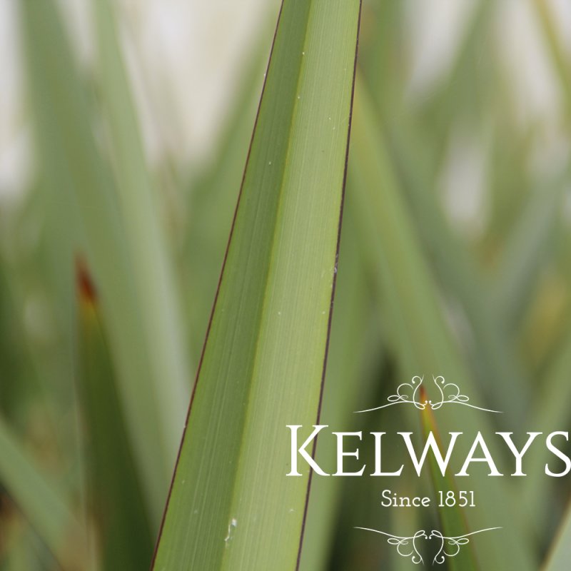 Phormium tenax