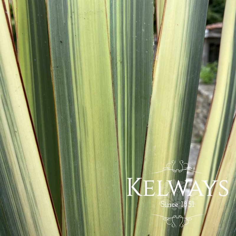 Phormium tenax 'Variegatum' (v)