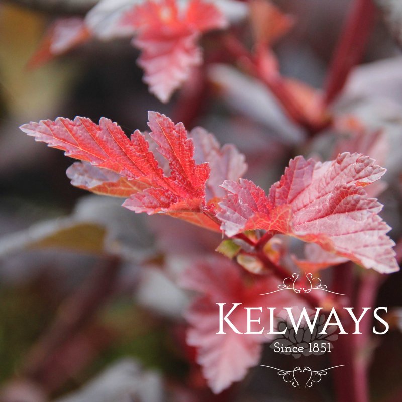 Physocarpus opulifolius DIABLE D'OR ('Mindia' PBR)