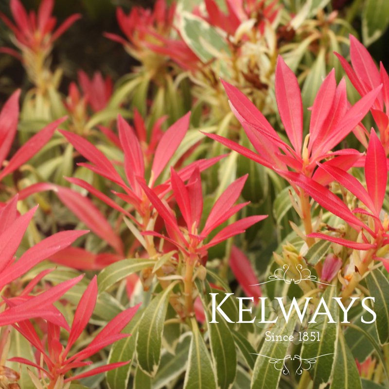Pieris 'Flaming Silver' (v)