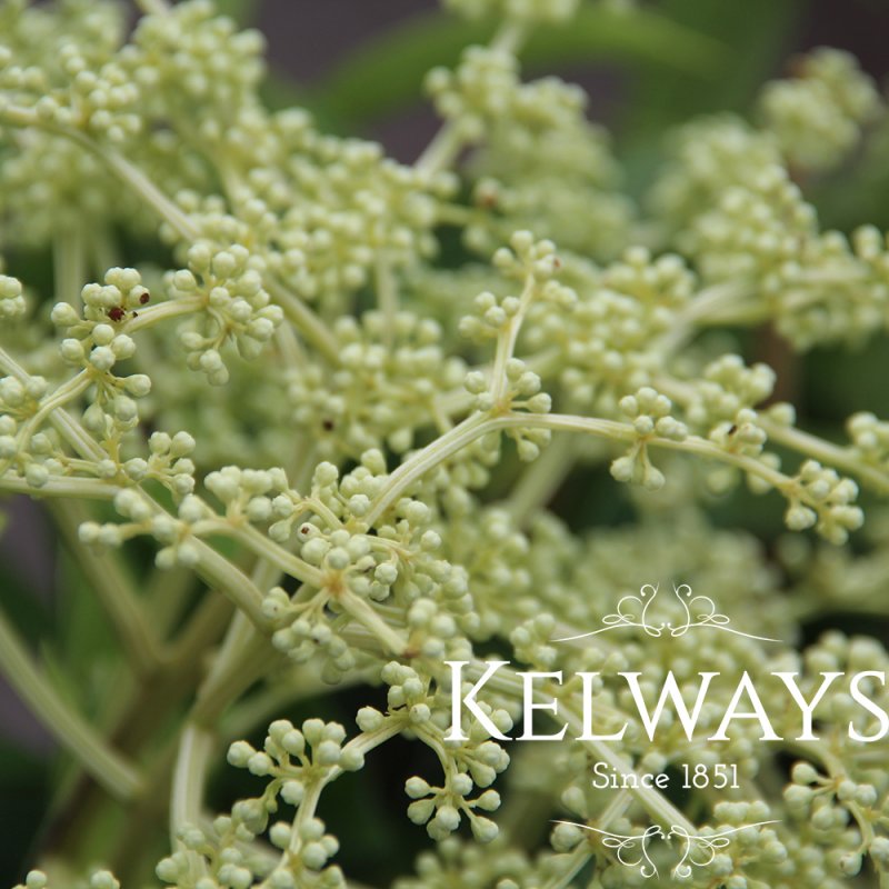 Hydrangea viburnoides