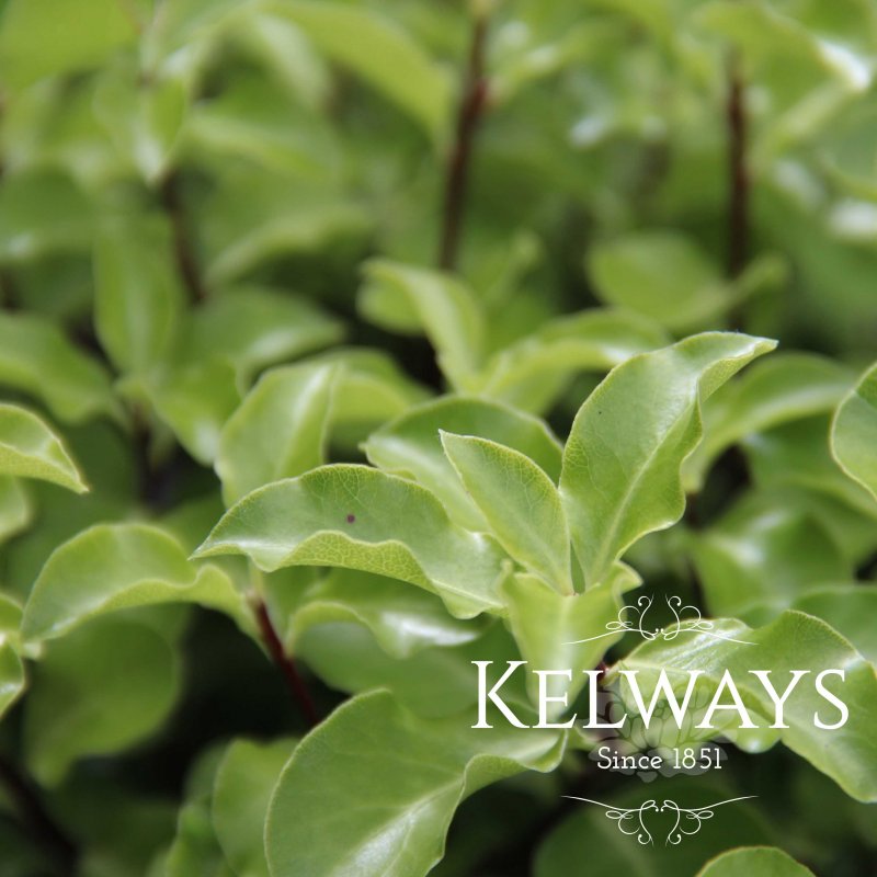 Pittosporum 'Arundel Green' (f)