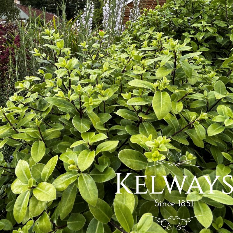 Pittosporum tenuifolium 'Golf Ball' PBR