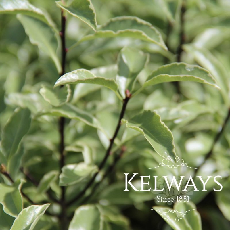 Pittosporum tenuifolium 'Silver Queen' (f/v)