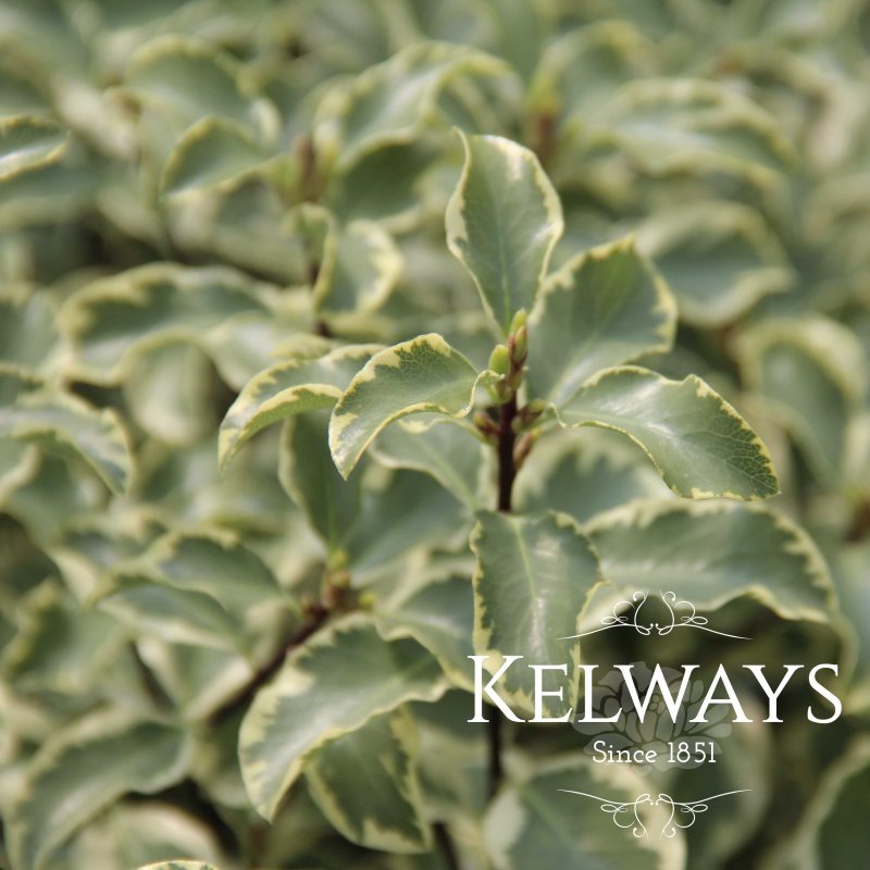 Pittosporum tenuifolium 'Variegatum' (m/v)