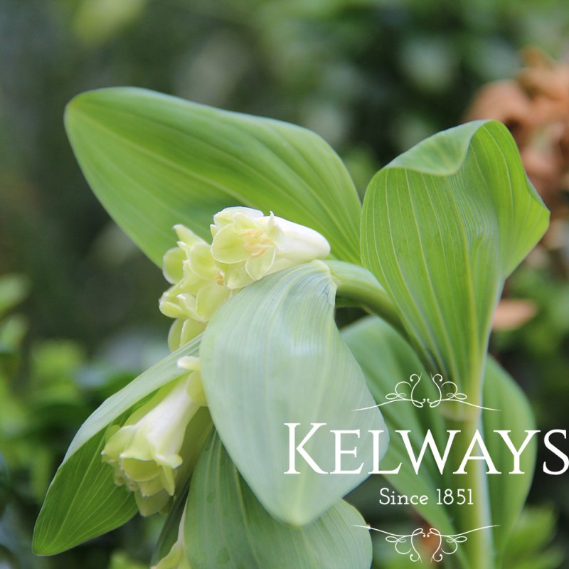 Polygonatum x hybridum