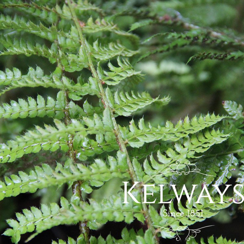 Polystichum setiferum (Divisilobum Group) 'Dahlem'