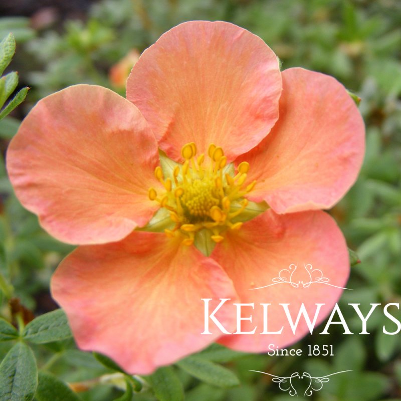 Potentilla fruticosa 'Daydawn'
