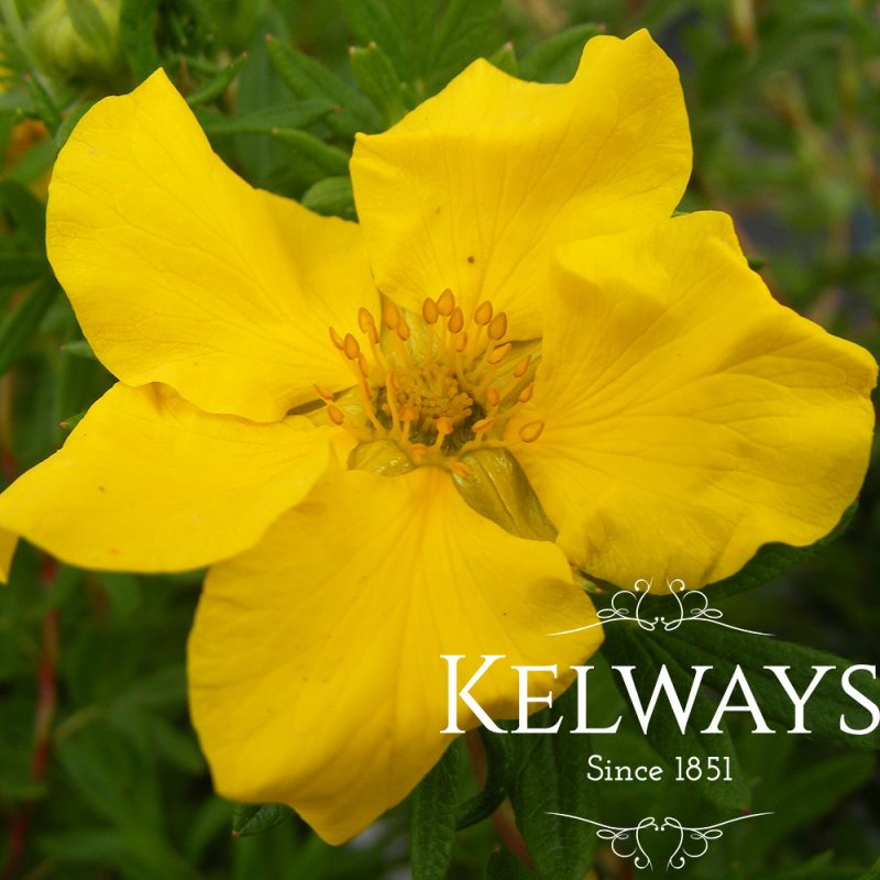 Potentilla fruticosa 'Goldfinger'