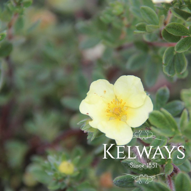 Potentilla fruticosa 'Primrose Beauty'