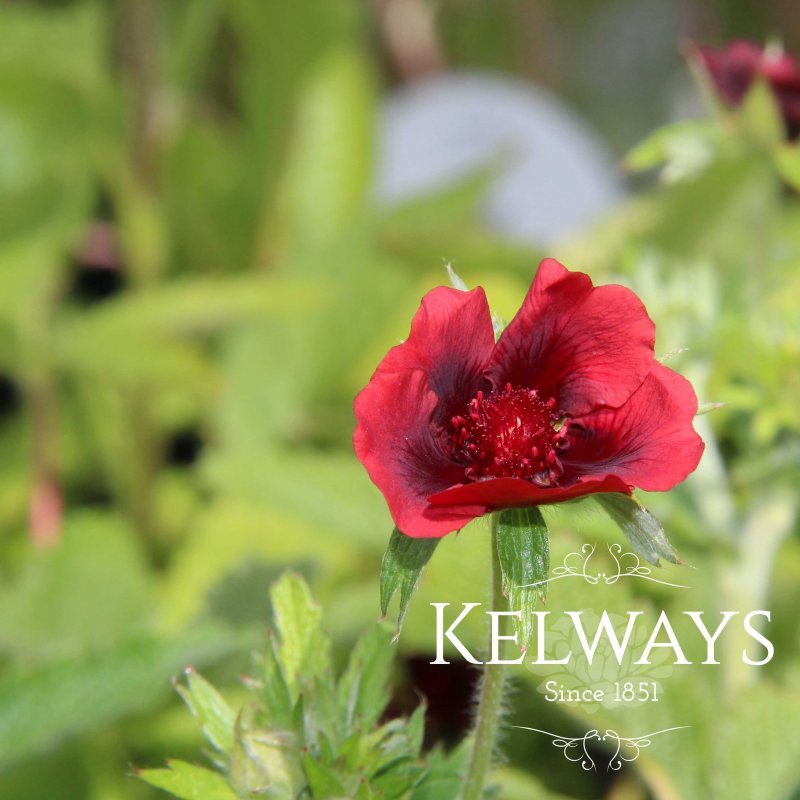 Potentilla thurberi 'Monarch's Velvet'