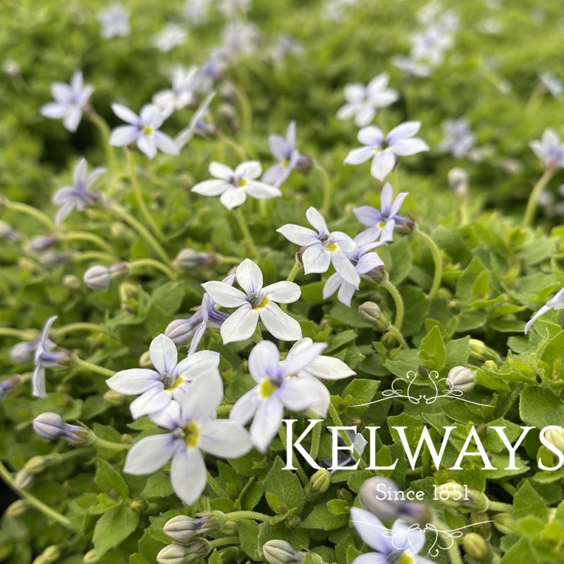 Lobelia pedunculata