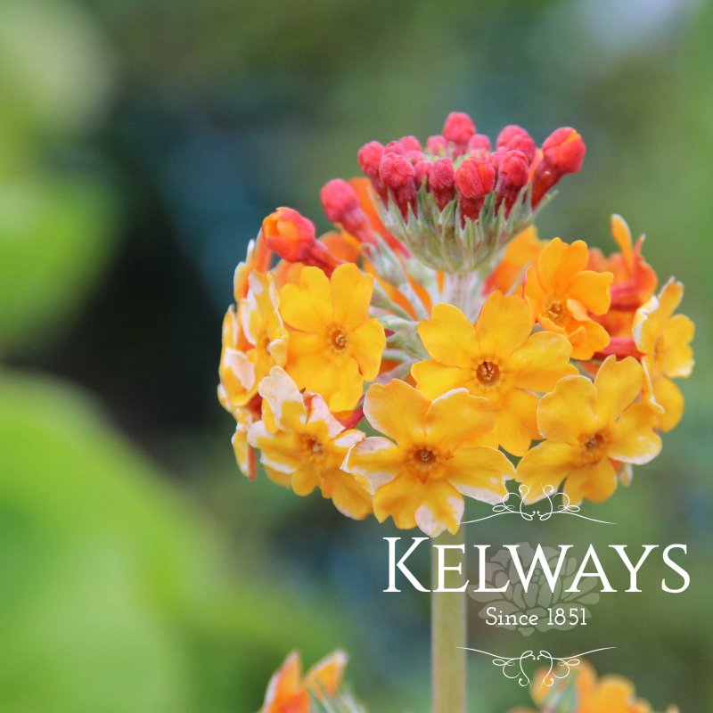 Primula bulleyana (Pf) (3 litre pot)