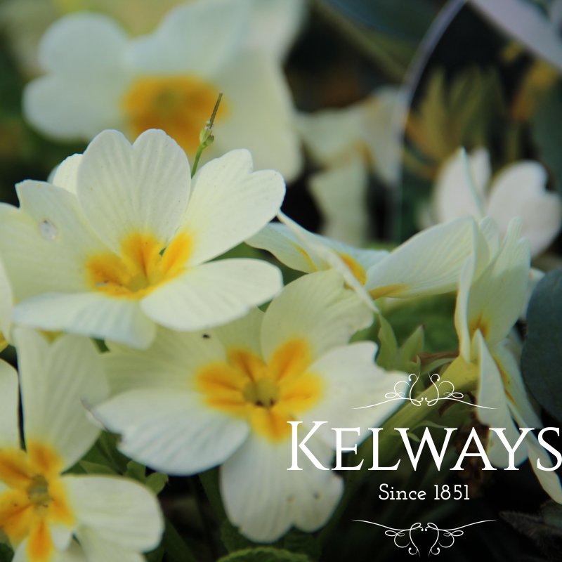 Primula 'Heritage Cream'