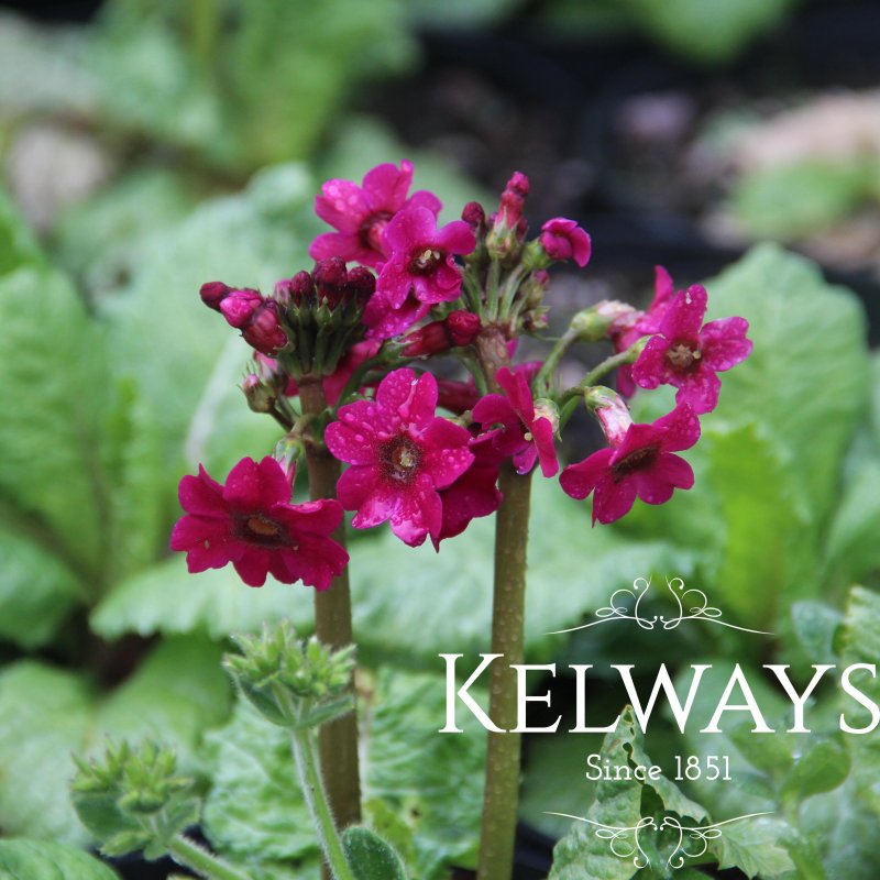 Primula japonica 'Miller's Crimson'