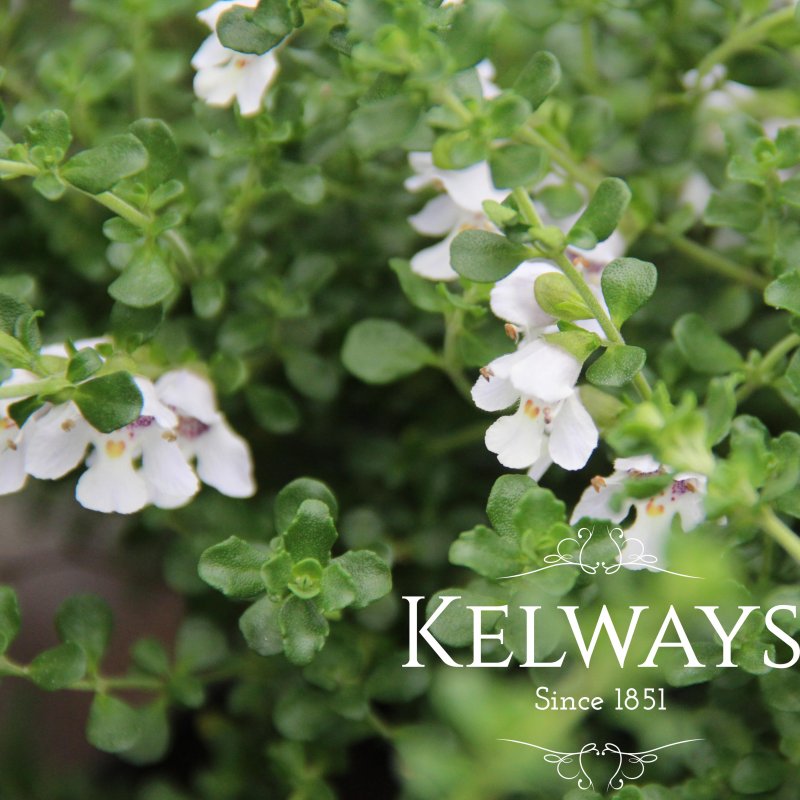 Prostanthera cuneata