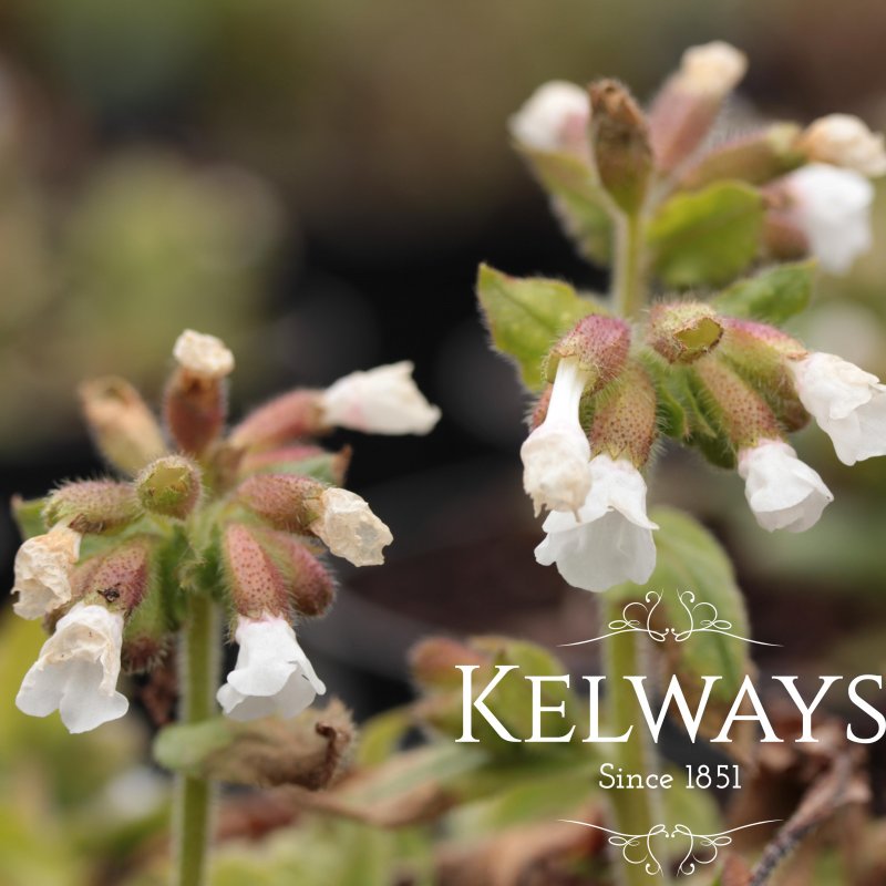 Pulmonaria 'Ice Ballet' (Classic Series)