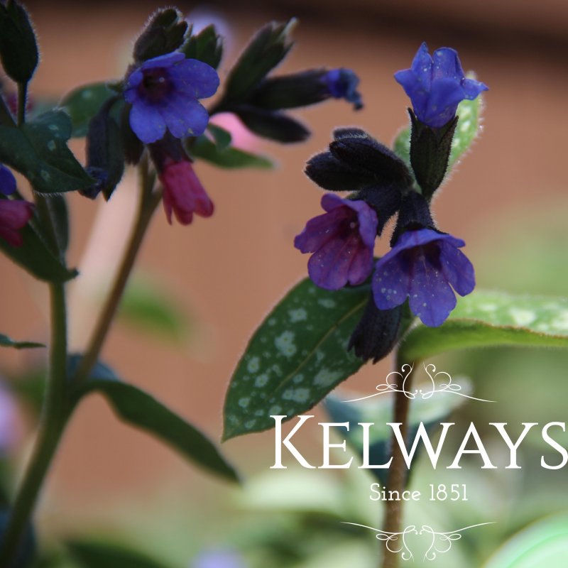 Pulmonaria 'Majeste'