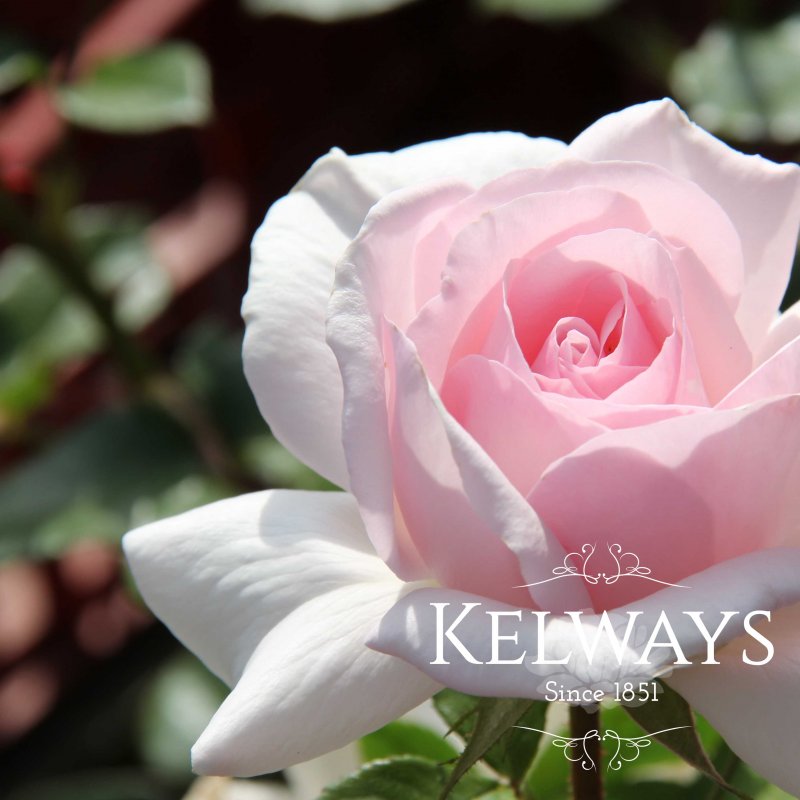Rosa A Whiter Shade of Pale ('Peafanfare' PBR) (HT)