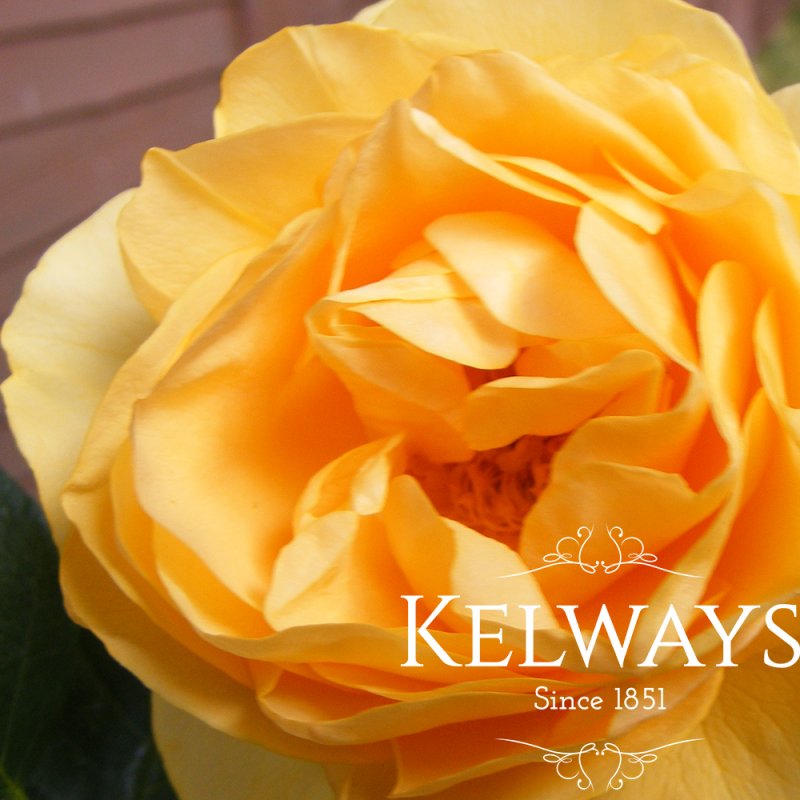 Rosa Asbolutely Fabulous ('Wekvossutono' PBR) (F)