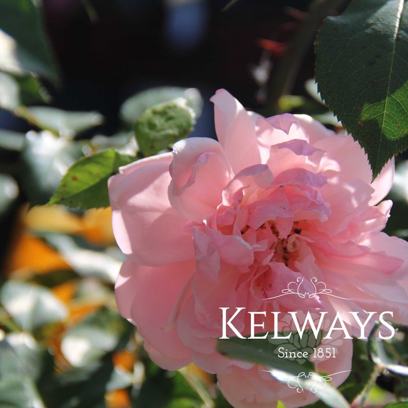 Rosa 'Albertine' (Ra)