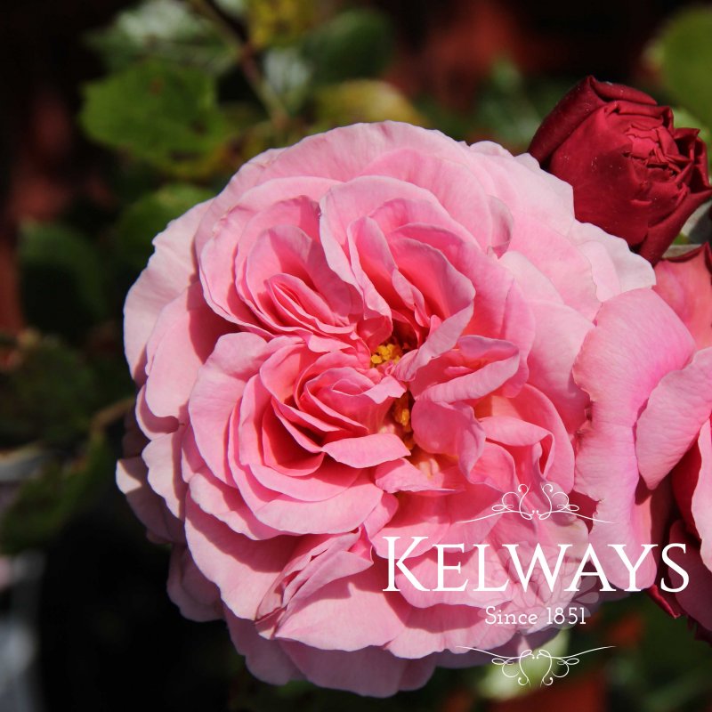 Rosa 'Aloha' (ClHT)