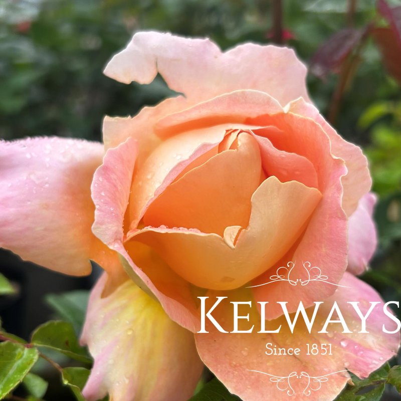 Rosa 'Alpine Sunset' (HT)