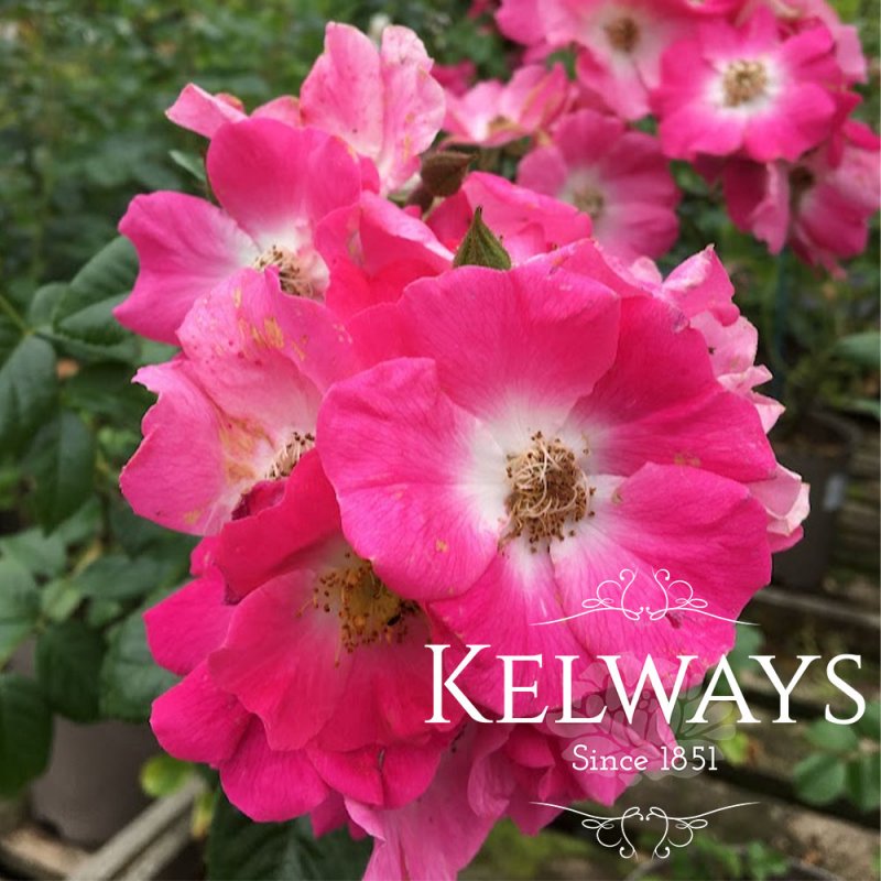 Rosa 'American Pilar' (Ra)