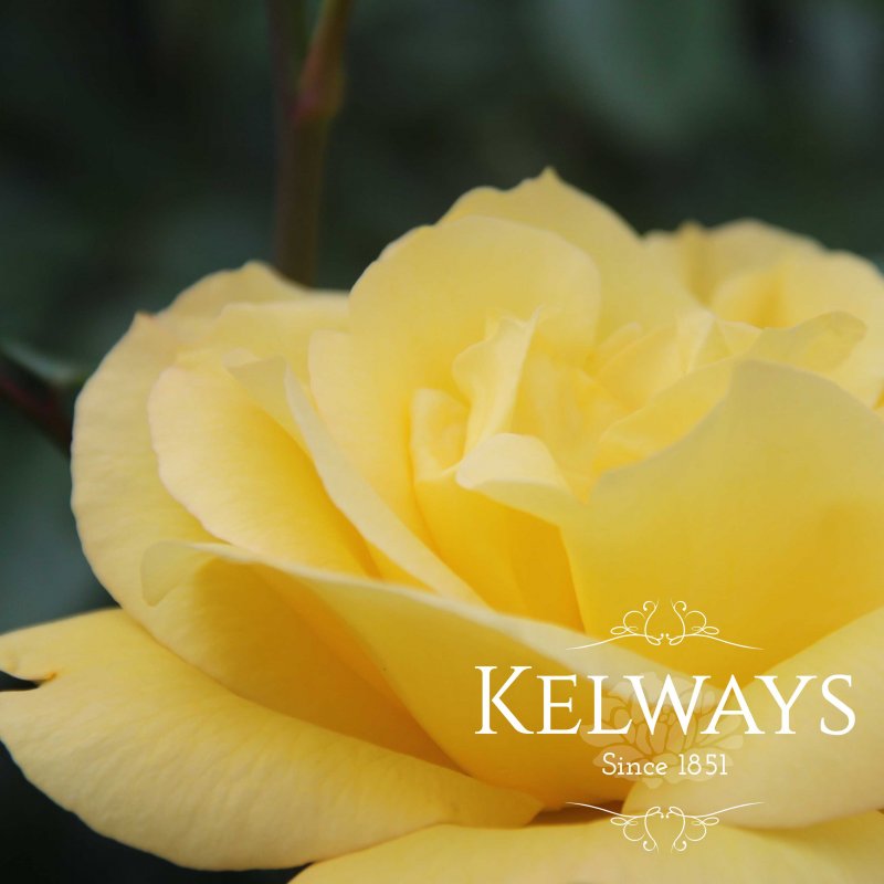Rosa 'Arthur Bell' (F)