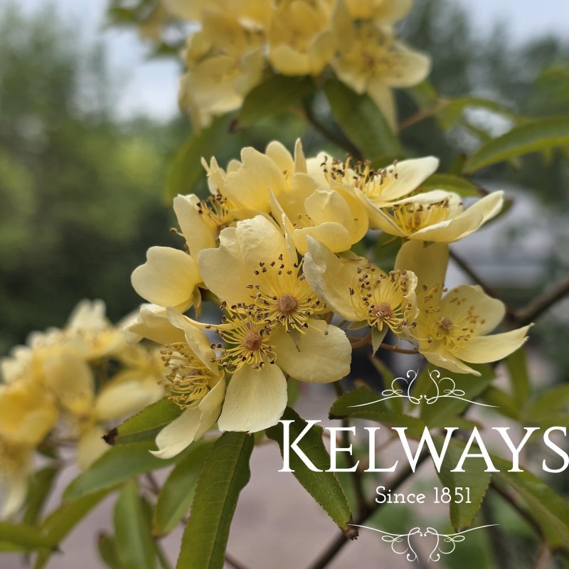 Rosa banksiae 'Lutescens' (Ra)