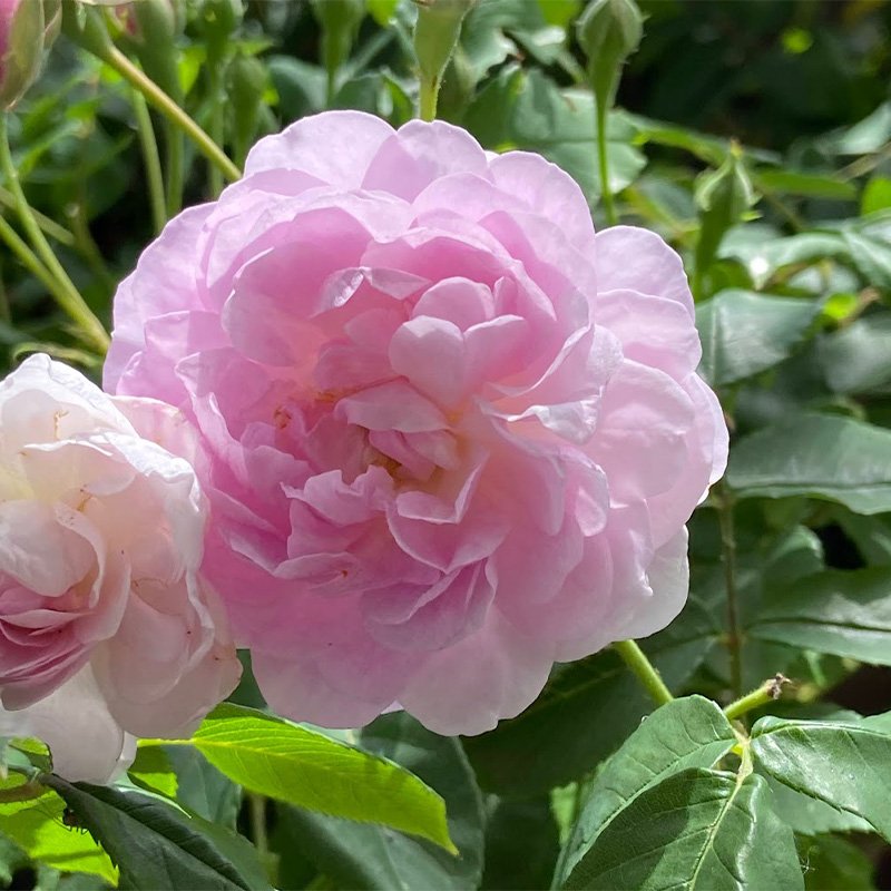 Rosa 'Noisette Carnee' (N)